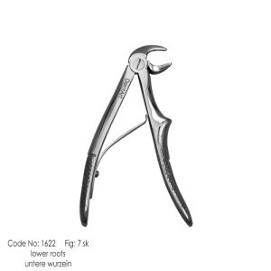 Pedo - Lower Root fig. 7 sk knurl